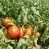 Passata di pomodoro - La Ferula - Sughi e Conserve - Bottega del Friuli