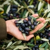 Olio extra vergine biologico - Grinovero   - Olio - Bottega del Friuli