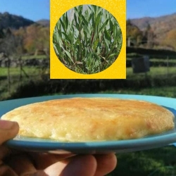Frico aromatizzato allo Sclopit (Silene) - Bottega del Frico