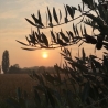 Olio Extravergine di Oliva 0,5lt - Az. Agr. Pitton - Olio - Bottega del Friuli