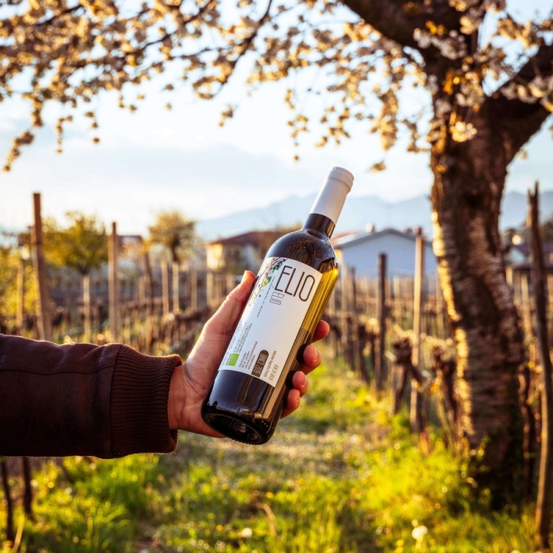 Vini Bianchi - Bottega del Friuli
