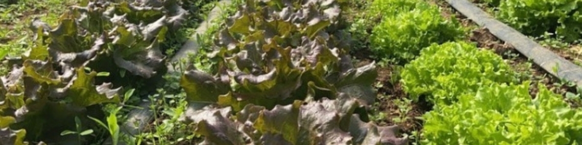 bandiera